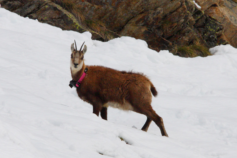 Parco Nazionale del Gran Paradiso