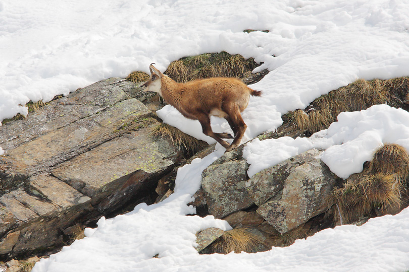 Parco Nazionale del Gran Paradiso