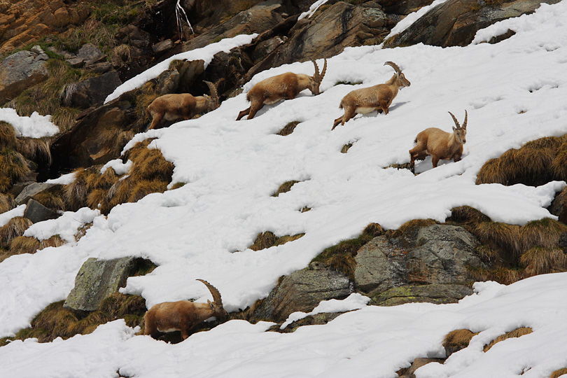 Parco Nazionale del Gran Paradiso