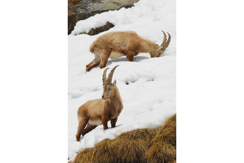 Parco Nazionale del Gran Paradiso