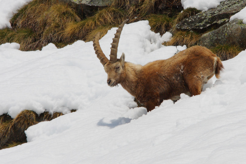 Parco Nazionale del Gran Paradiso