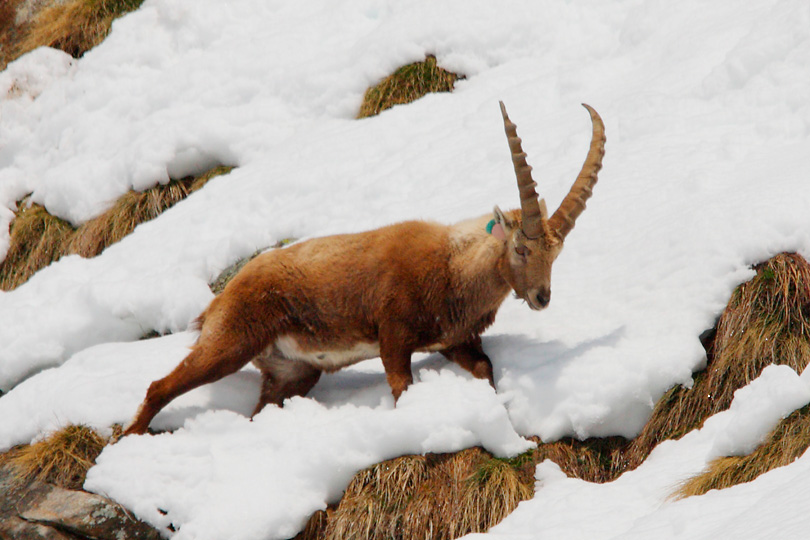 Parco Nazionale del Gran Paradiso