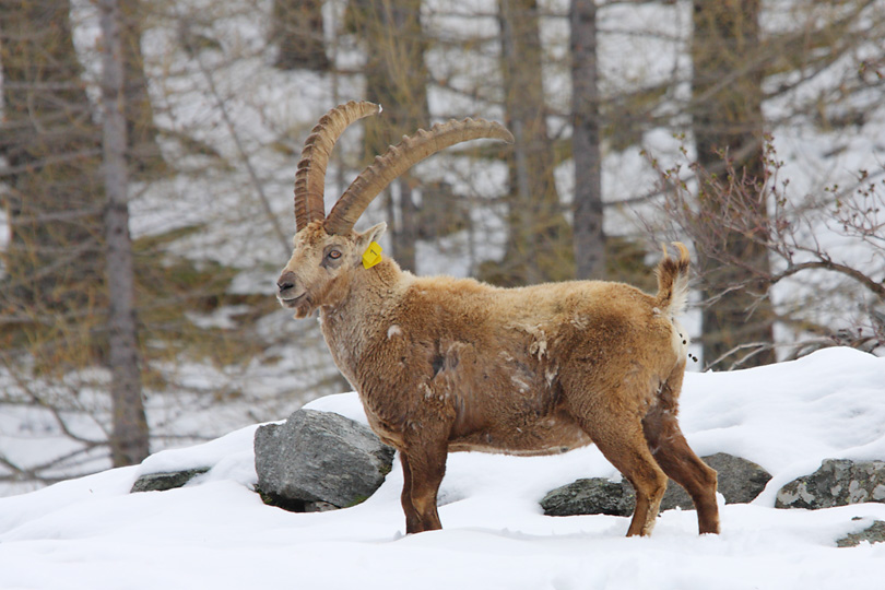 Parco Nazionale del Gran Paradiso